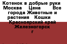 Котенок в добрые руки. Москва. › Цена ­ 5 - Все города Животные и растения » Кошки   . Красноярский край,Железногорск г.